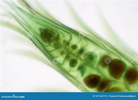 Moss Gametophyte Is The Sexual Phase In The Life Cycle Of Plants Under ...