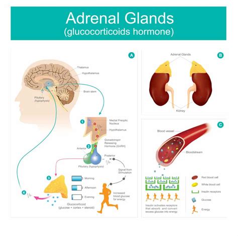 Signs of overactive adrenal glands - daxportal