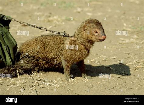 Indian gray mongoose , mongoose at street show of snake fight , india ...