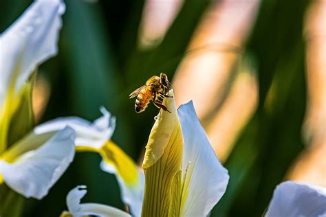 Bees on Flowers: Hello Have had real problems trying to get high quality photos of bees on ...