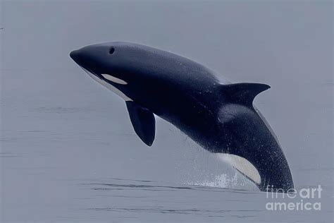 Orca Whale Breaching Photograph by Loriannah Hespe - Fine Art America