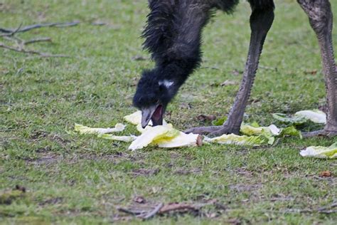 emu eating lettuce | Kevin Schofield | Flickr