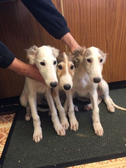 Borzoi Puppies For Sale | Washington, DC #177633 | Petzlover