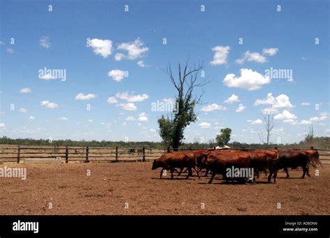 Cattle being herded into a yard on a grazing property in Central Queensland, Australia Stock ...