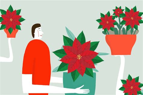 How to Care For Poinsettias | Growing Poinsettias | HouseLogic