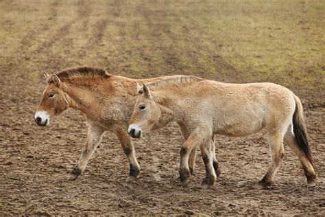 Przewalski`s Horse in the Nature Looking Habitat during Autumn Time ...