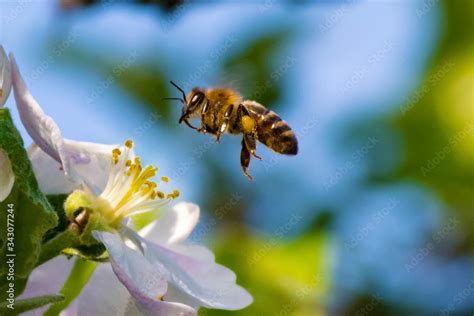 Honey bee, pollination process Stock Photo | Adobe Stock