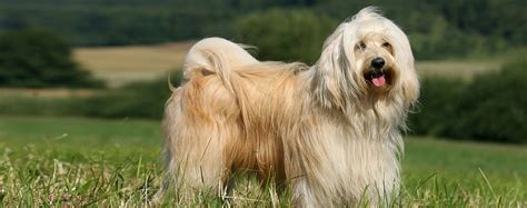 Tibetan Terrier: Characteristics & Care | Wag!