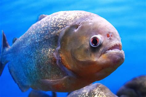 The Truth About Piranhas: Misunderstood Fish | Deepseaworld