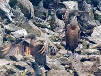 Brandt's Cormorant - BirdForum Opus | BirdForum