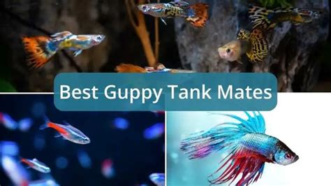 Discover 8 Of The Most Compatible Tank Mates For Your Guppies