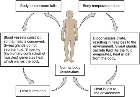 13.26: Thermoregulation - Biology LibreTexts