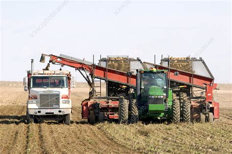 Harvesting Sugar Beets - Stock Image - E770/1978 - Science Photo Library