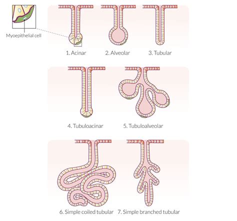 Glandular Epithelium Diagram