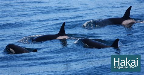 Unlocking the Mysteries of the Outer Coast Killer Whales | Hakai Magazine