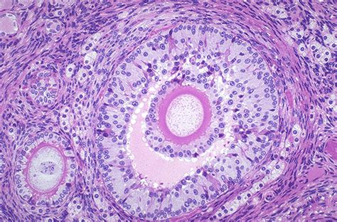 The Beauty of Histology « Diary of a Caribbean Med Student