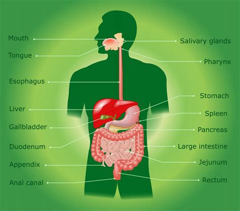 What are Digestive Enzymes? (with pictures)