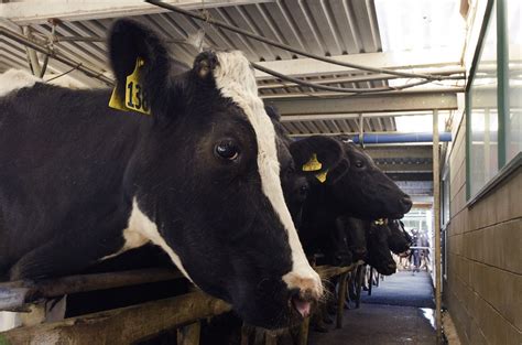 FDA Tests Show Some Dairy Farms Give Illegal Antibiotics to Cows ...