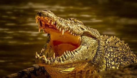 Top 8 Most Dangerous Crocodiles in The World (Ranked)