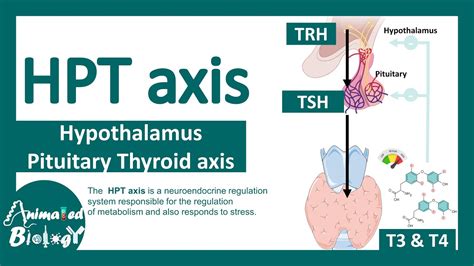 HPT axis | Hypothalamus Pituitary Thyroid axis | Regulation of thyroid ...