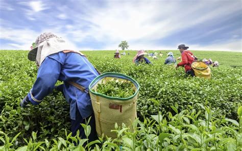 HACCP In Tea Industry: Sri Lankan Tea Safety