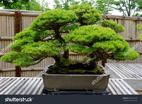 7,053 White pine bonsai Images, Stock Photos & Vectors | Shutterstock