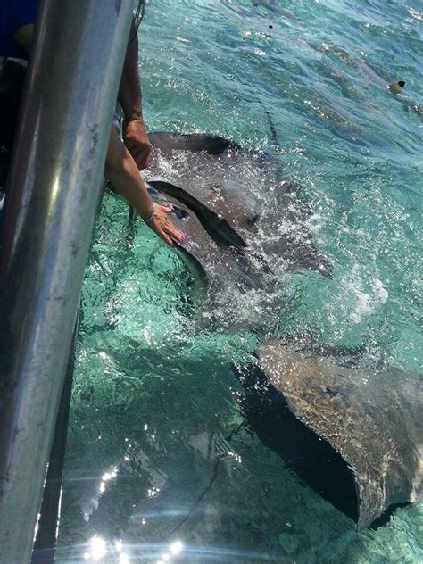 Stingrays are fun! | Bora bora, Trip, Moorea