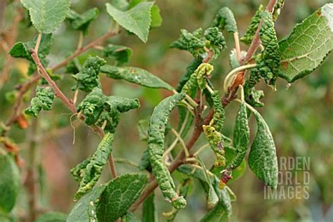 BEV1568- LEAF CURLING PLUM APHID DAMAGE TO DAMSON LE : Asset Details -Garden World Images