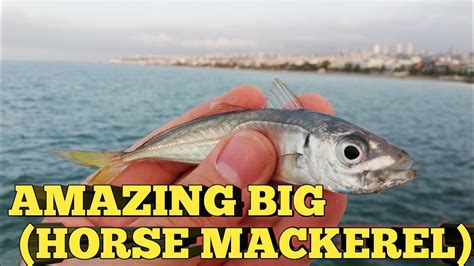 AMAZING BIG HORSE MACKEREL FISH. #fishing #fish - YouTube