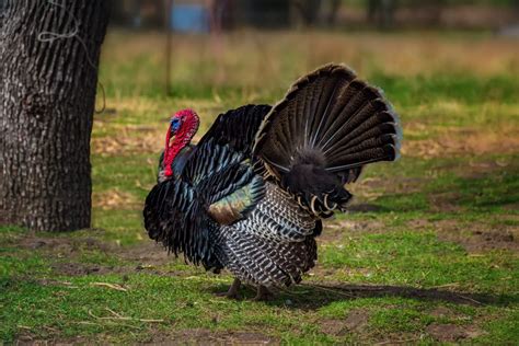 Free Range Turkey: Is it worth it? | Buying Free Range Turkey