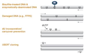 Q5 High-Fidelity DNA Polymerase | New England Biolabs