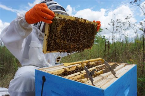 Spring Beekeeping Tasks - Complete Beehives