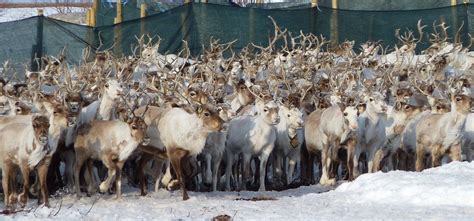 Times are a changing in the Arctic: Reindeer herding into the future | Reindeer, Herding, Arctic