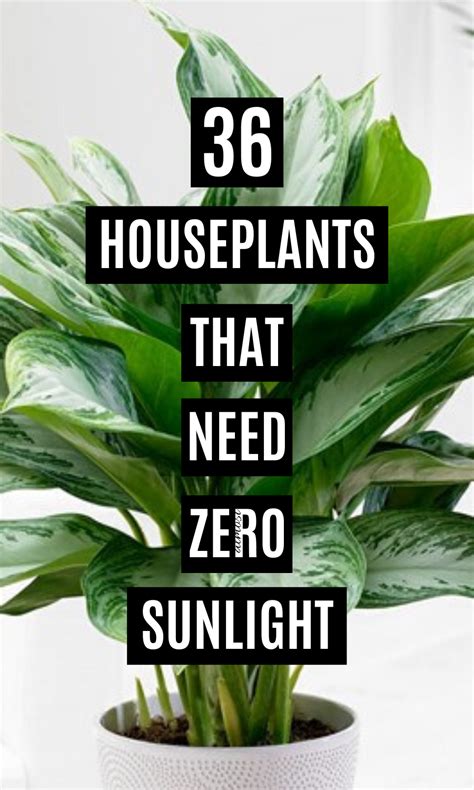 36 Best Indoor Plants that Needs Zero Sunlight in 2020 | Best indoor plants, Plants, Houseplants ...