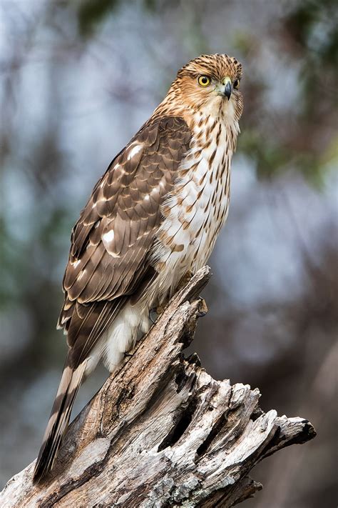 Cooper's Hawk | Audubon Field Guide