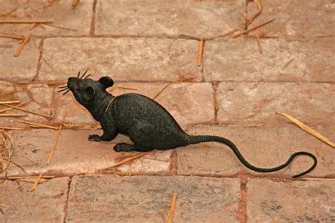 rubber rat | Wymondham Heritage Museum, Wymondham, Norfolk, … | Flickr