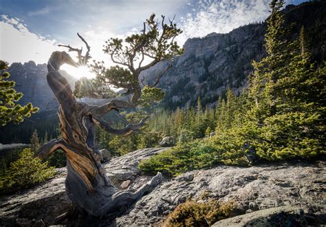 Download Mountain Nature Colorado USA Rocky Mountains Twisted Tree HD Wallpaper