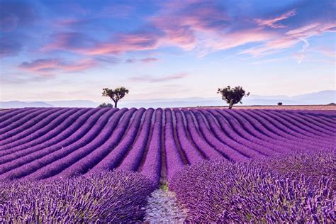 Visiting The Lavender Fields of Provence | France Travel Guide | Travel ...