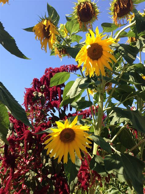 Fotos gratis : amarillo, flor, semilla de girasol, Miel de abeja, polen, de cerca, Insecto con ...