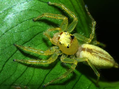 My Shot Gallery of Bengkulu: Yellow Translucent Jumping Spider (Salticidae sp)