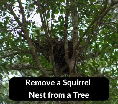 Should I Remove a Squirrel Nest from a Tree? Best Practices