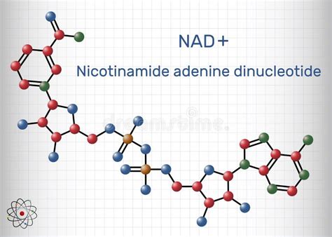 Nad Molecule Stock Illustrations – 136 Nad Molecule Stock Illustrations ...