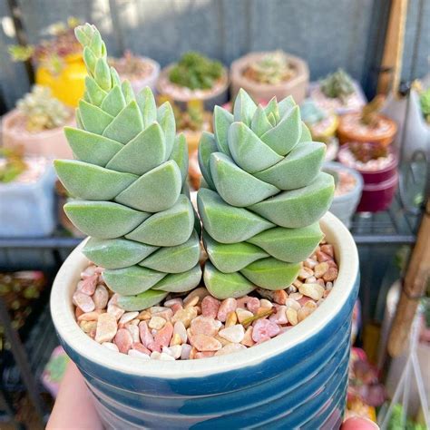 Crassula 'Moonglow' Plant Care: Water, Light, Nutrients | Greg App 🌱