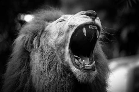 Dramatic Roaring Lion In Black And White Photograph by Andrewsuryono ...