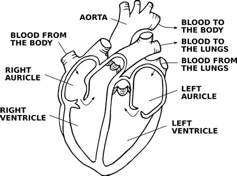 Heart diagram (annotated) - Openclipart