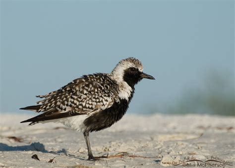 Black-bellied Plovers in Breeding and Nonbreeding Plumage - Mia ...