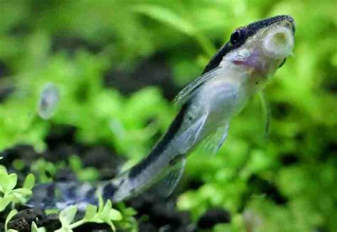 5 Best Black Beard Algae Eaters For A Freshwater Aquarium