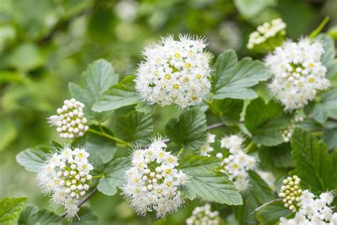 Tips on How and When to Prune Spirea (5 TIPS) - Sumo Gardener