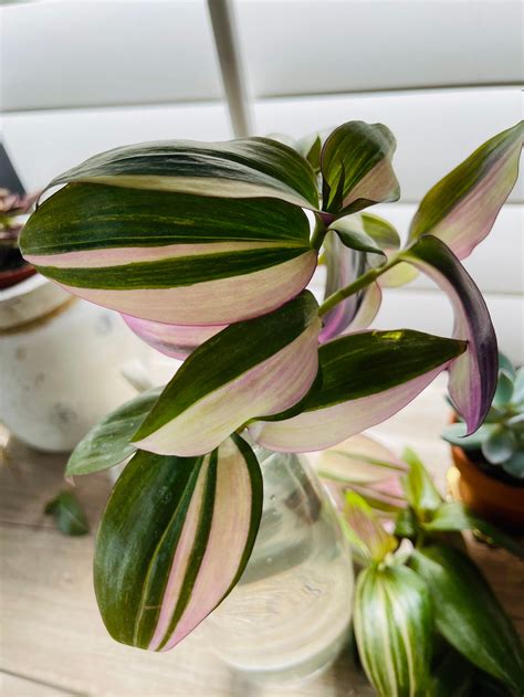 Tradescantia Zebrina Variegated Tricolor Tradescantia Wandering Jew ...