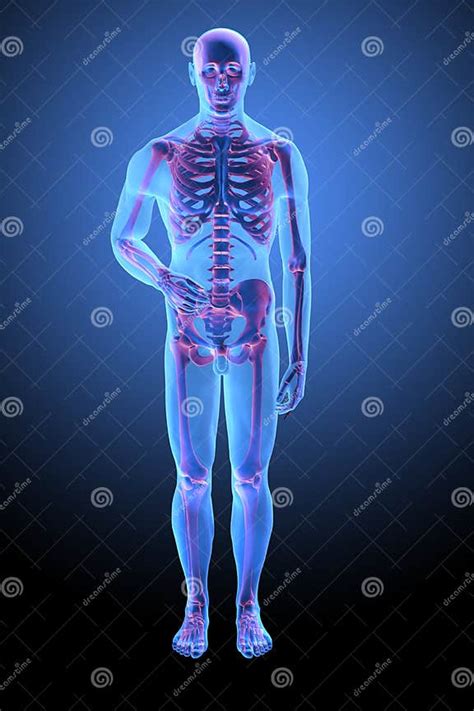 Human skeletal anatomy stock illustration. Illustration of biology - 22981154